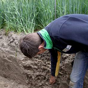 Op 90 centimeter diepte is zichtbaar hoe een fijn tarweworteltje het oude spoor van een worm volgt. "Na tarwe kun je prima uien telen."