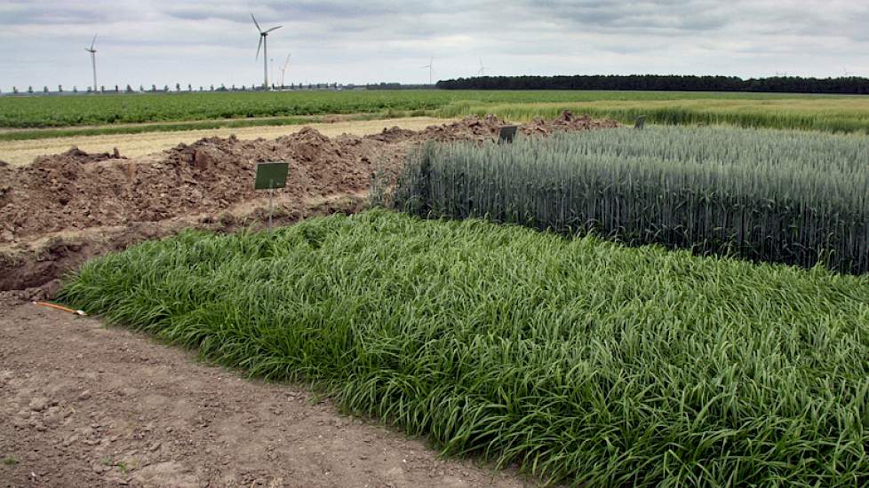 Langs tarwe, gerst en diverse vanggewassen is een kuil gegraven. Zichtbaar overal zijn de ploegzool, de zandlaag en de afzetting van de Zuiderzee.