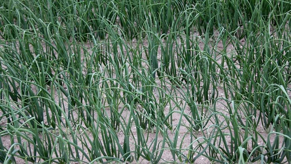 Contactherbicides geven een schoon veld, maar Langendoen verheugt zich op de nieuwe, sterkere bodemherbicide die volgend jaar op de markt komt.