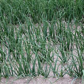 Contactherbicides geven een schoon veld, maar Langendoen verheugt zich op de nieuwe, sterkere bodemherbicide die volgend jaar op de markt komt.