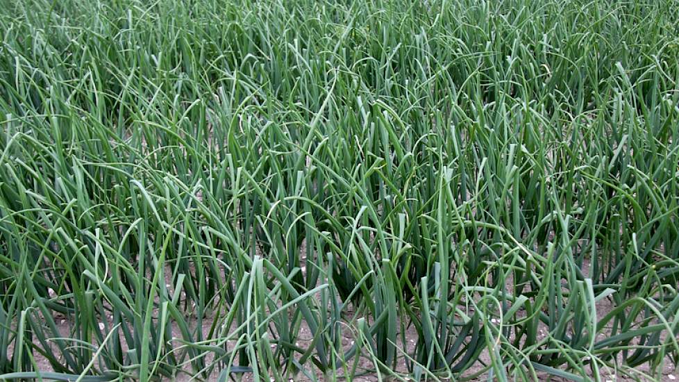 In deze uien zijn alleen bodemherbicides gebruikt. "En er komt een nieuwe aan die na opkomst toepasbaar is", weet Langendoen.