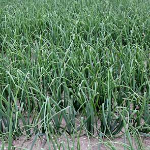 In deze uien zijn alleen bodemherbicides gebruikt. "En er komt een nieuwe aan die na opkomst toepasbaar is", weet Langendoen.